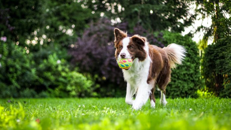 how to clean up dog poop in a yard