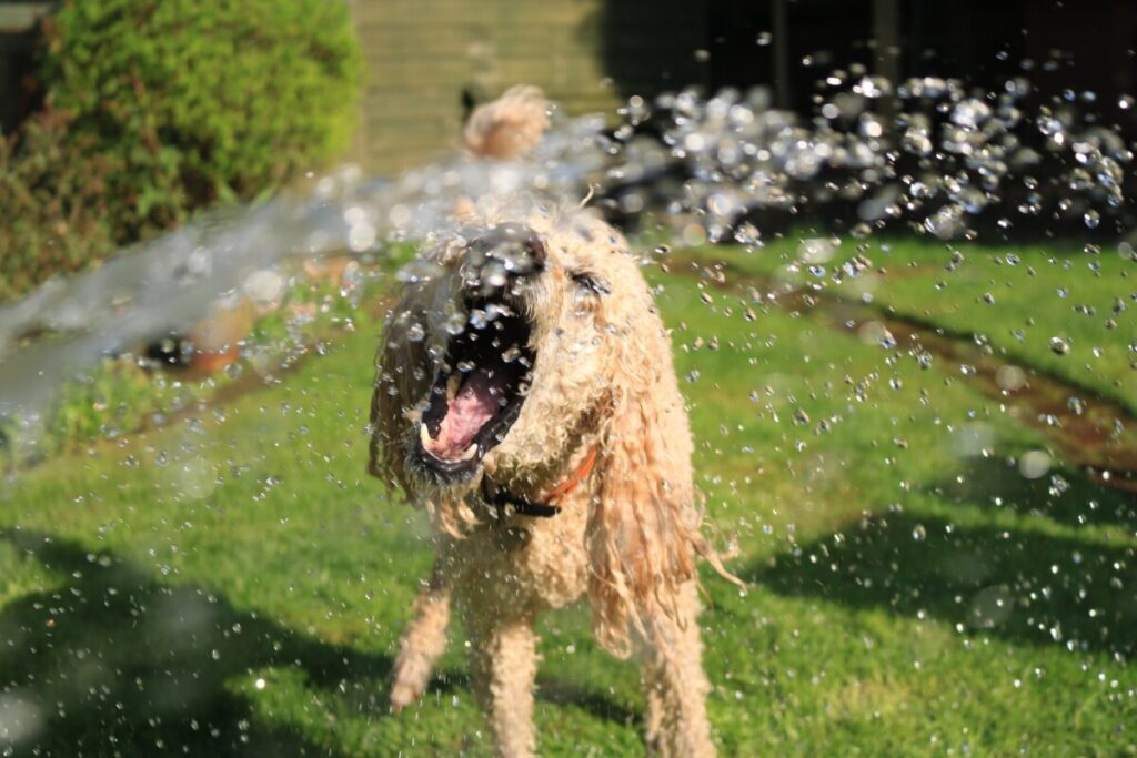 Reporting For Doody pexels-jack-geoghegan-1044056-1024x683 🐕💩 August's Scoop: Reporting For Doody’s Monthly Roundup! 🐾 Uncategorized