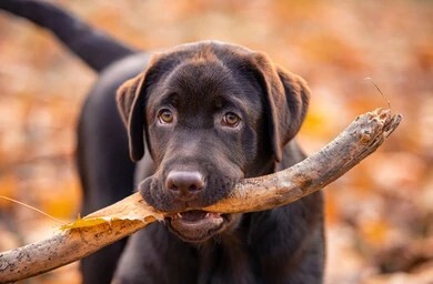 Reporting For Doody chocolate-labrador-retriever-puppy-walking-260nw-1911685831 🐕💩 May's Scoop: Reporting For Doody’s Monthly Roundup 🐾 Uncategorized