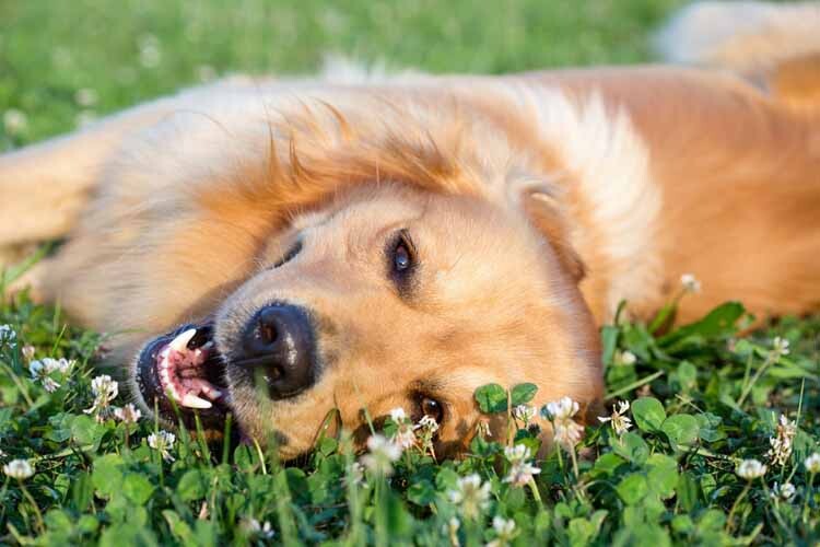 Reporting For Doody spring-dog-health-tips 🐕💩 May's Scoop: Reporting For Doody’s Monthly Roundup 🐾 Uncategorized