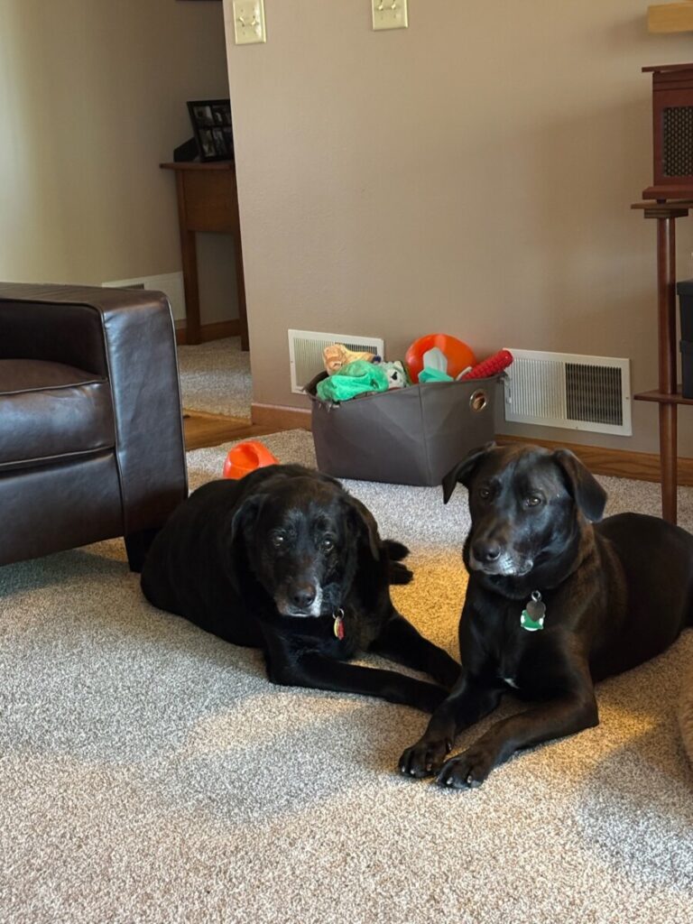 Reporting For Doody 683df207fac9a612af1c3466-768x1024 🐕💩 June’s Scoop: Reporting For Doody’s Monthly Roundup 🐾 Uncategorized yard madisonDog wiDog wi cleanup wi Waste Services dog poop Waste Services reporting for doody pooper scooper Poop Patrol Poop Free Pet Waste Management newsletter madison dog poop Dog Friendly Dog
