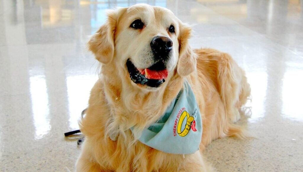 Reporting For Doody Upload_2021252073833_cropped-1024x580-1 🐕💩 September’s Scoop: Reporting For Doody’s Monthly Roundup 🐾 Uncategorized  wi cleanup wi Waste Services dog poop Waste Services reporting for doody pooper scooper Poop Patrol Poop Free Pet Waste Management newsletter madison dog poop Dog Friendly Dog 