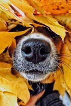 Reporting For Doody 68da094af2533725eee60f13 🐕💩 October's Scoop: Reporting For Doody’s Monthly Roundup 🐾 Uncategorized  wiDogdog poop wi cleanupDog wi cleanup wi Waste Services dog poop Waste Services reporting for doody pooper scooper Poop Patrol Poop Free Pet Waste Management newsletter madison dog poop Dog Friendly Dog 