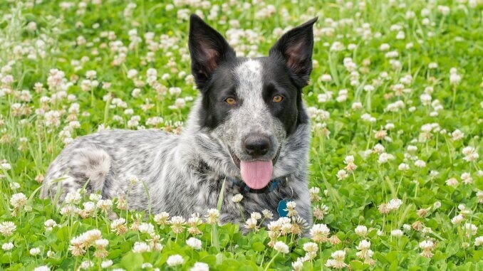 Reporting For Doody Australian-Shepherd-Blue-Heeler-Mix-What-To-Know-Before-Buying-Cover-678x381-1 🐕💩 November's Scoop: Reporting For Doody’s Monthly Roundup 🐾 Uncategorized  wi cleanupDog wi cleanup wi Waste Services dog poop Waste Services reporting for doody pooper scooper Poop Patrol Poop Free Pet Waste Management newsletter madison dog poop Dog Friendly Dog 