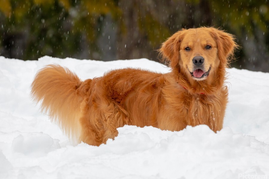 Reporting For Doody 900_ND_PHOTOGRAPHY_IMG_3675 🐕💩 December's Scoop: Reporting For Doody’s Monthly Roundup 🐾 Uncategorized  wi cleanup wi Waste Services dog poop Waste Services reporting for doody pooper scooper Poop Patrol Poop Free Pet Waste Management newsletter madison dog poop Dog Friendly Dog 