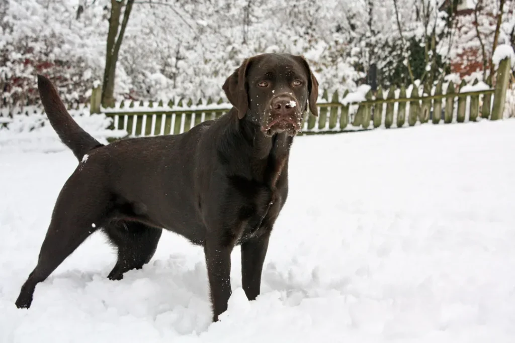 Reporting For Doody Do-labradors-get-cold-in-the-winter-1024x683 🐕💩 March's Scoop: Reporting For Doody’s Monthly Roundup 🐾 Uncategorized  wi Waste Services dog poop Waste Services reporting for doody pooper scooper Poop Patrol Poop Free Pet Waste Management newsletter madison dog poop Dog Friendly Dog 