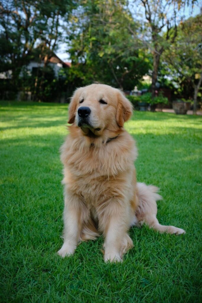 Reporting For Doody zTXFSSe3oiFtWNP4e-vUeko2Wl9KIUt5_awp6K_K1vZsa271W1Iifpy1lUuAFobQ3C9ewwDV-yXCLJWvec73Nni1zbGkoaxh6nE3X1gc8khT2BGpD_GLCefNAADJEUh85HIvS_Alc-gpSCQWvkXPZcu50KYuX9VmTUfuCxS5jrO_Px6cBhXizIYuYeyKGFHD-683x1024 🐕💩 April's Scoop: Reporting For Doody’s Monthly Roundup 🐾 Uncategorized  Waste Services dog poop Waste Services reporting for doody pooper scooper Poop Patrol Poop Free Pet Waste Management newsletter madison dog poop Dog Friendly Dog 