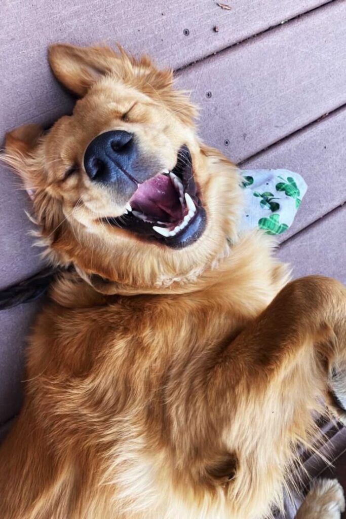 Reporting For Doody 2b493ce3344237c861daef3fba855f66-683x1024 🐕💩 May's Scoop: Reporting For Doody’s Monthly Roundup 🐾 Uncategorized  Waste Services dog poop Waste Services reporting for doody pooper scooper Poop Patrol Poop Free Pet Waste Management newsletter madison dog poop Dog Friendly Dog 