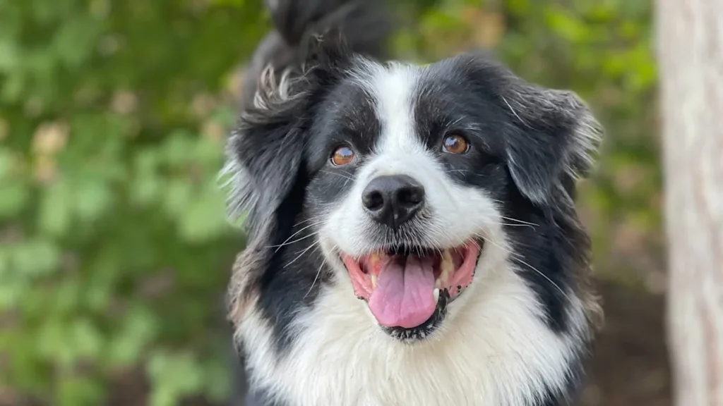Reporting For Doody c3d6c2d6c188faf4bd3a2814ab1e3cf5-1024x576 🐕💩 May's Scoop: Reporting For Doody’s Monthly Roundup 🐾 Uncategorized  Waste Services dog poop Waste Services reporting for doody pooper scooper Poop Patrol Poop Free Pet Waste Management newsletter madison dog poop Dog Friendly Dog 