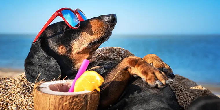 Reporting For Doody Summer-Safety-Tips-for-Dogs-Post-Image-760x380-1 🐕💩 June's Scoop: Reporting For Doody’s Monthly Roundup 🐾 Uncategorized